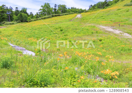 Day lilies in full bloom at Higashidateyama Alpine Garden 128908543