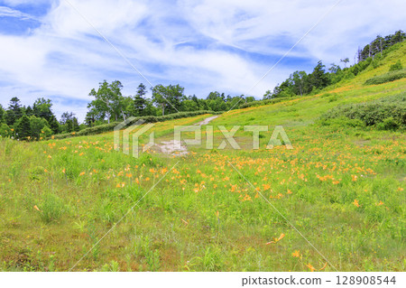 Day lilies in full bloom at Higashidateyama Alpine Garden 128908544