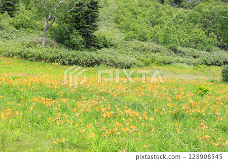 Day lilies in full bloom at Higashidateyama Alpine Garden 128908545