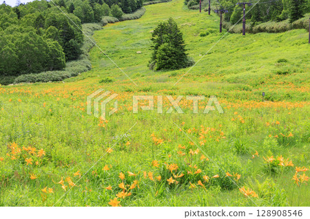 東館山高山花園盛開的萱草 東館山高山花園盛開的萱草 128908546
