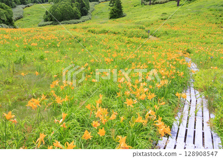 Day lilies in full bloom at Higashidateyama Alpine Garden Day lilies in full bloom at Higashidateyama Alpine Garden 128908547