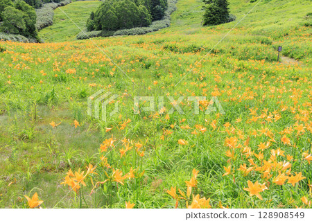 Day lilies in full bloom at Higashidateyama Alpine Garden 128908549