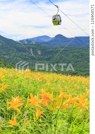 東館山高山花園盛開的萱草 128908571