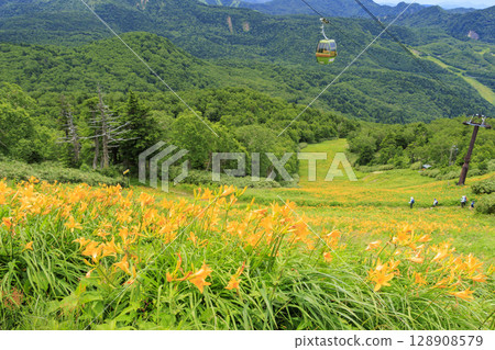 Day lilies in full bloom at Higashidateyama Alpine Garden 128908579