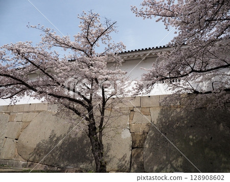 Osaka Castle and Sakura Osaka Castle and Sakura 128908602