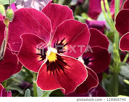 紅色三色紫羅蘭的特寫鏡頭 128908740