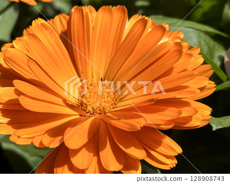 明亮的橙色非洲菊的特寫鏡頭 128908743