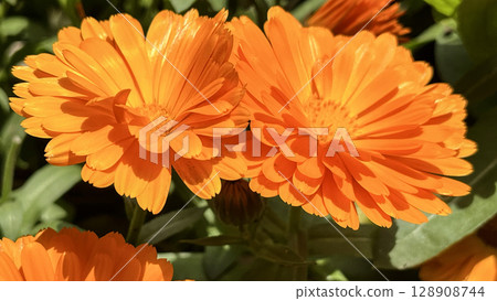 Close-up of a vibrant orange gerbera Close-up of a vibrant orange gerbera 128908744