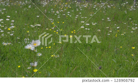 A Vibrant Wildflower Meadow that is in Full Bloom and Covered in Beautiful Colors A Vibrant Wildflower Meadow that is in Full Bloom and Covered in Beautiful Colors 128908792