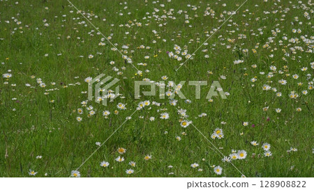 A beautiful Blooming Meadow filled with vibrant Daisies basking in bright Sunlight A beautiful Blooming Meadow filled with vibrant Daisies basking in bright Sunlight 128908822