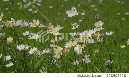 A Vibrant and Colorful Field of Daisies in Full Bloom, a true feast for the eyes A Vibrant and Colorful Field of Daisies in Full Bloom, a true feast for the eyes 128908828
