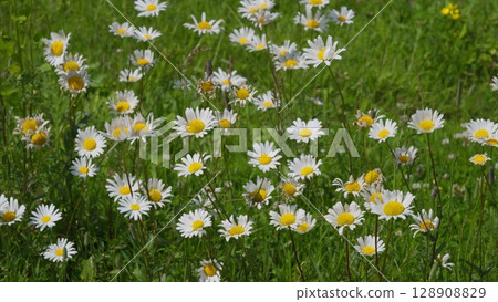 A Vibrant Field of Beautiful Daisies in Full Bloom, Showcasing Natures Splendor A Vibrant Field of Beautiful Daisies in Full Bloom, Showcasing Natures Splendor 128908829