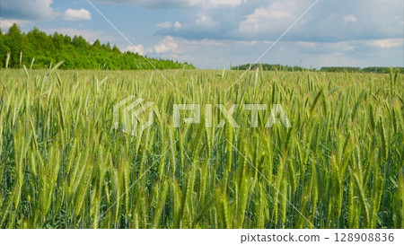 A Beautiful and Vibrant Green Wheat Field Spreading Out Beneath a Cloudy and Overcast Sky A Beautiful and Vibrant Green Wheat Field Spreading Out Beneath a Cloudy and Overcast Sky 128908836