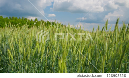A Beautiful and Lush Wheat Field is Stretching Out Under a Clear and Bright Blue Sky Above 128908838