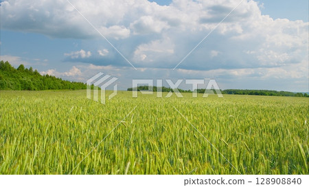 A Lush Green Field Spread Out Beneath a Bright Blue Sky Filled with Fluffy White Clouds 128908840