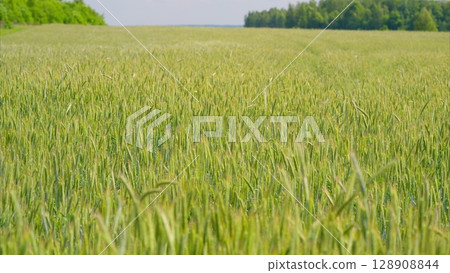 A Beautiful Lush Green Wheat Field Spreading Out Under a Bright and Clear Blue Sky Above 128908844