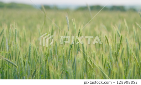 A Stunningly Beautiful, Lush Green Wheat Field Glowing Radiantly Under Soft and Gentle Light 128908852