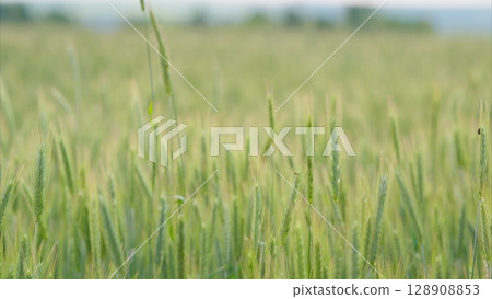 A Beautiful Lush Green Wheat Field Under a Clear Blue Sky During the Warm Summer Months A Beautiful Lush Green Wheat Field Under a Clear Blue Sky During the Warm Summer Months 128908853