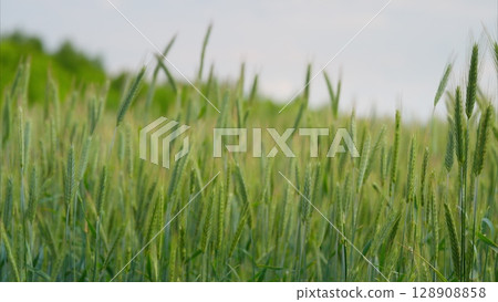 A Beautiful, Lush Green Wheat Field Set Against a Bright and Clear Blue Sky Above A Beautiful, Lush Green Wheat Field Set Against a Bright and Clear Blue Sky Above 128908858
