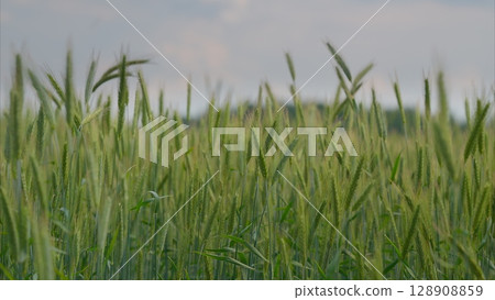 A Beautiful and Lush Green Wheat Field Spreading Out Under a Vast Cloudy Sky Above It A Beautiful and Lush Green Wheat Field Spreading Out Under a Vast Cloudy Sky Above It 128908859