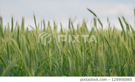 A Lush Green Wheat Field Spreading Out Under a Soft Cloudy Sky in the Peaceful Countryside A Lush Green Wheat Field Spreading Out Under a Soft Cloudy Sky in the Peaceful Countryside 128908860
