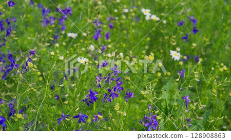 A Beautiful Blossoming Wildflower Meadow in Springtime Filled with Vibrant Colors A Beautiful Blossoming Wildflower Meadow in Springtime Filled with Vibrant Colors 128908863