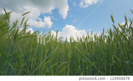 A Beautiful Lush Wheat Field Beneath a Dramatic Cloudy Sky Enriches the Landscape 128908876