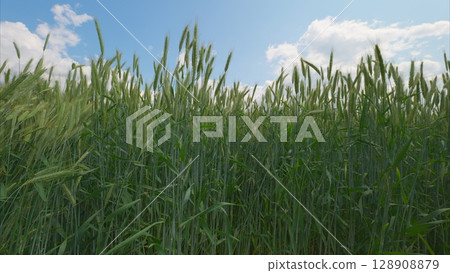 A Beautiful Lush Green Wheat Field Stretching Under a Clear Blue Sky with Fluffy Clouds A Beautiful Lush Green Wheat Field Stretching Under a Clear Blue Sky with Fluffy Clouds 128908879