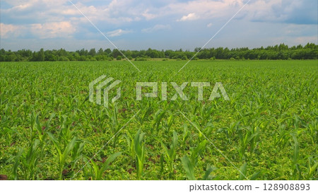 Enjoy the breathtaking and beautiful view of a lush cornfield thriving under a cloudy sky today 128908893