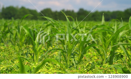 A Beautiful, Lush Green Corn Field is Stretching Out Under a Bright and Clear Blue Sky Above A Beautiful, Lush Green Corn Field is Stretching Out Under a Bright and Clear Blue Sky Above 128908900