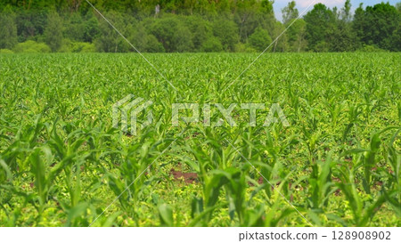 A Beautiful and Vibrant Cornfield Bathed in Warm Sunlight beneath a Bright and Clear Blue Sky 128908902