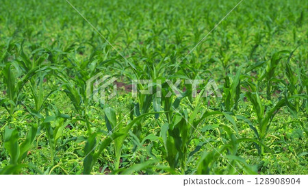 A Beautiful and Vibrant Cornfield Beautifully Bathed Under Bright Sunlight in Summer 128908904