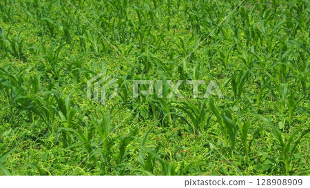A beautiful and vibrant green crop field thriving under the bright and warm sunlight A beautiful and vibrant green crop field thriving under the bright and warm sunlight 128908909