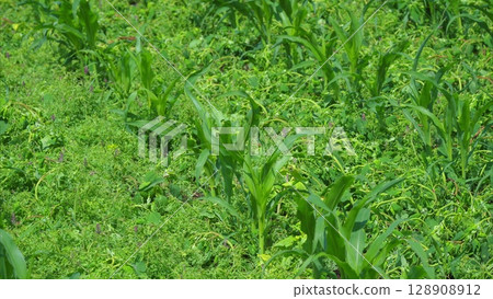 A Lush Green Field Featuring Thriving and Healthy Crops Flourishing in Abundance A Lush Green Field Featuring Thriving and Healthy Crops Flourishing in Abundance 128908912