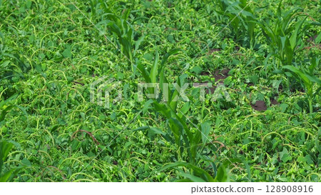 A Lush Green Cornfield Surrounded by Vibrant Ground Cover Vegetation in a Picturesque Landscape 128908916