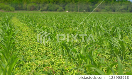 A Beautiful, Lush Green Cornfield During its Thriving Growing Season of the Year 128908918