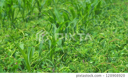A lush green corn field thriving, surrounded by rich ground cover and abundant life A lush green corn field thriving, surrounded by rich ground cover and abundant life 128908920