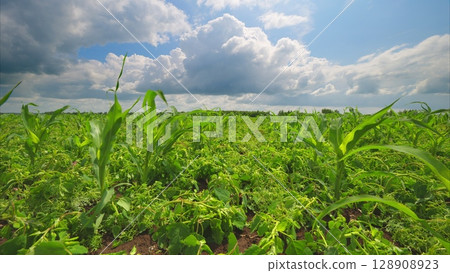 Expansive Lush Green Fields Stretching Beneath a Bright Blue Sky Filled with Fluffy Clouds 128908923