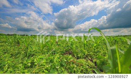Vivid and Vibrant Lush Green Fields Beautifully Spread Out Beneath a Dramatic Sky Above 128908927