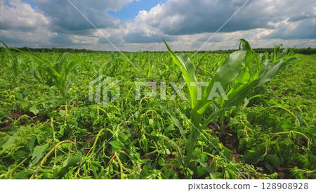 A Vibrant Lush Green Cornfield Gracefully Spreads Under A Dramatic Cloudy Sky Above 128908928