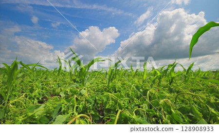 A Beautiful Vibrant Green Crop Field Under a Large, Bright and Clear Sky Full of Sunlight A Beautiful Vibrant Green Crop Field Under a Large, Bright and Clear Sky Full of Sunlight 128908933