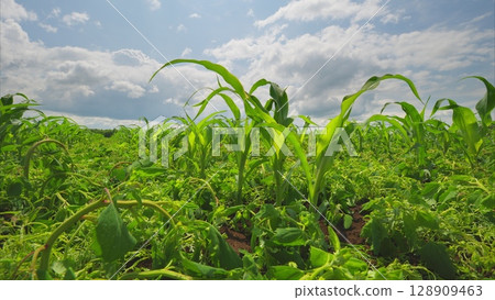 A vibrant green cornfield flourishes magnificently under a bright, cheerful sky A vibrant green cornfield flourishes magnificently under a bright, cheerful sky 128909463