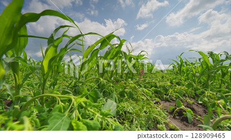 A Lush Green Field Spread Out Beautifully Under a Bright and Clear Sky That Stretches Above A Lush Green Field Spread Out Beautifully Under a Bright and Clear Sky That Stretches Above 128909465