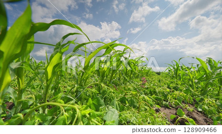 A Vibrant Green Cornfield Stretching Under a Dramatic Cloudy Sky in Full Bloom and Growth A Vibrant Green Cornfield Stretching Under a Dramatic Cloudy Sky in Full Bloom and Growth 128909466