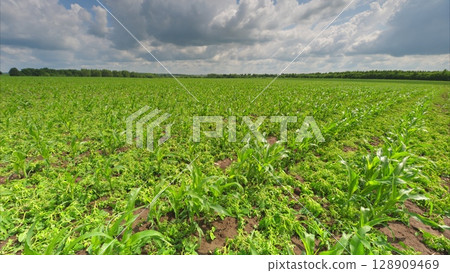 A Beautiful Lush Green Agricultural Field Positioned Under a Dramatic Cloudy Sky 128909469