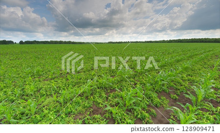 A Vibrant Green Crop Field Flourishing Under Dramatic and Beautiful Clouds in the Sky 128909471