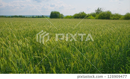 A Lush and Verdant Green Wheat Field Expands Beautifully Under a Cloudy Sky Above It A Lush and Verdant Green Wheat Field Expands Beautifully Under a Cloudy Sky Above It 128909477