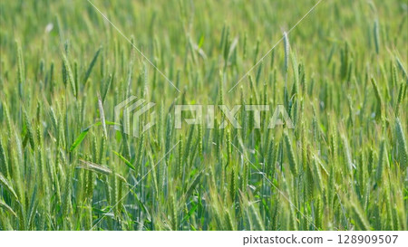 A Lush Green Wheat Field Flourishing Under the Bright and Warm Sunlight of Daytime A Lush Green Wheat Field Flourishing Under the Bright and Warm Sunlight of Daytime 128909507