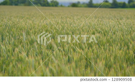 A Vast and Lush Wheat Field Flourishing in Full Bloom Beneath Bright and Clear Skies 128909508