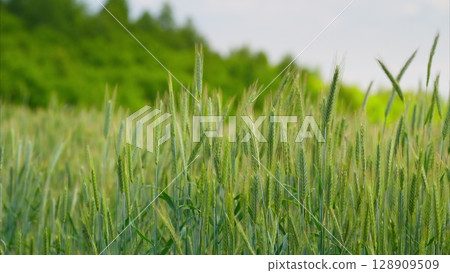 A Vibrant Green Wheat Field Extending Beautifully Under a Clear and Sunny Blue Sky Above 128909509